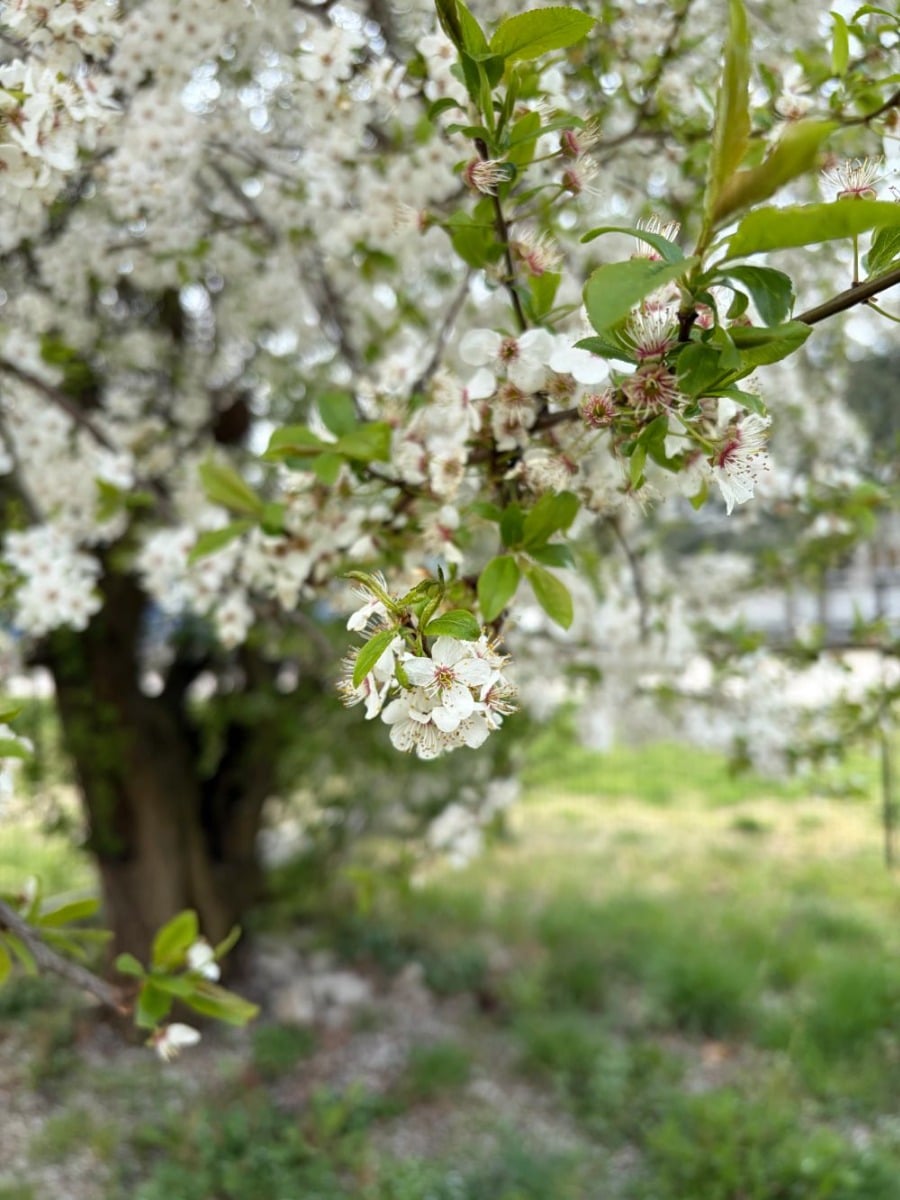 Zdjęcie zrobione iPhone 17