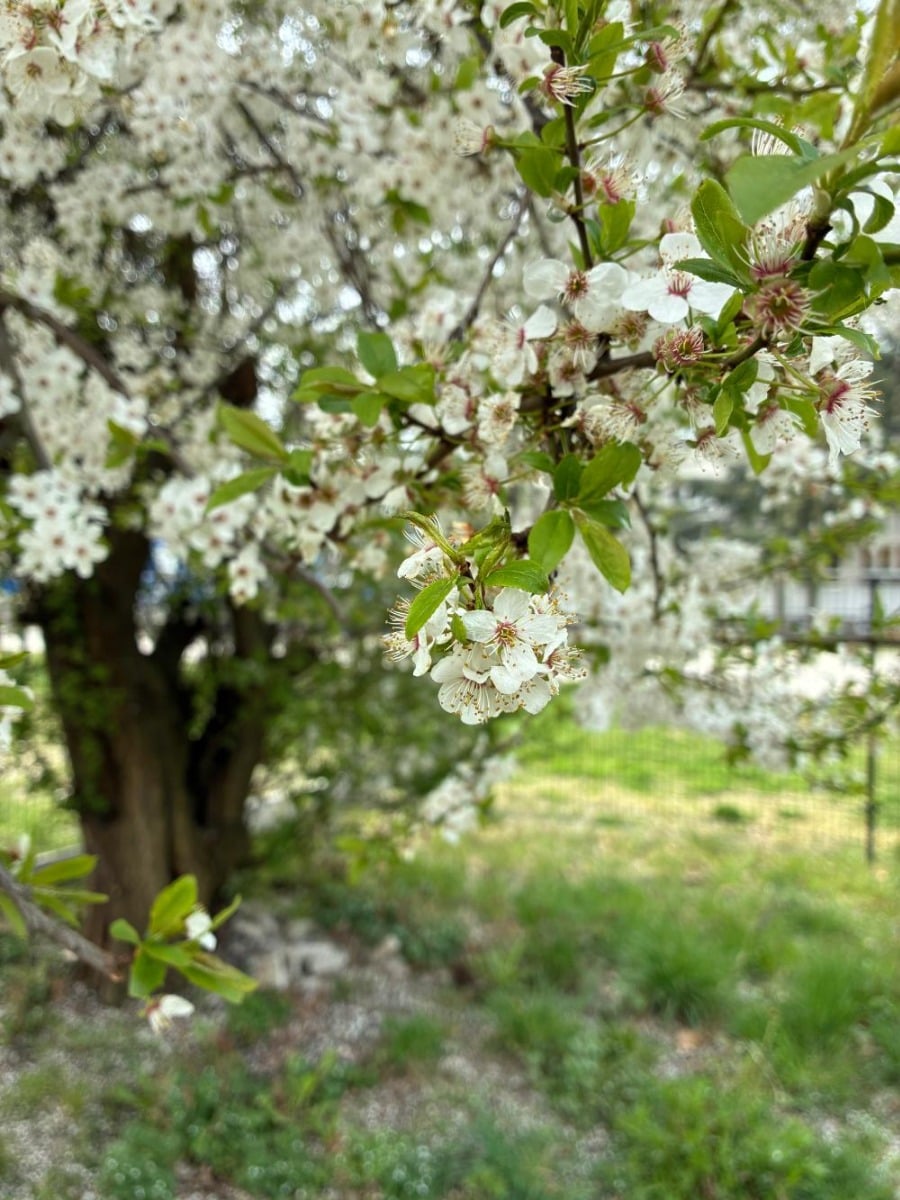 Zdjęcie zrobione iPhone 17e