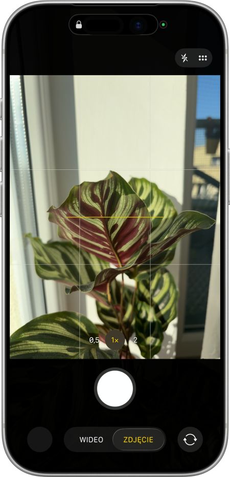 Zdjęcie rośliny w trybie makro